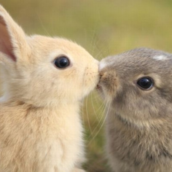 bunny_kisses